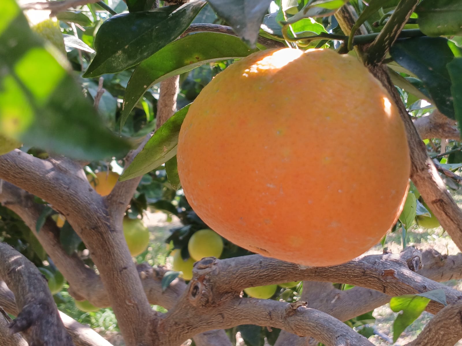 Nahaufnahme einer reifen Orange am Baum.
