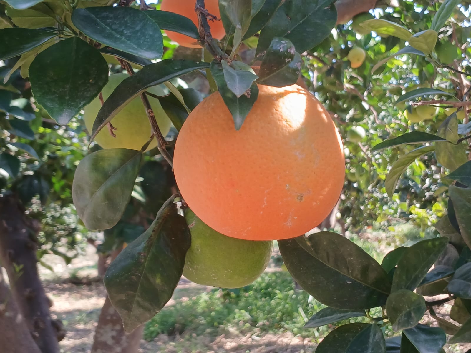 Orange zwischen Ästen und Blättern auf Sizilien.