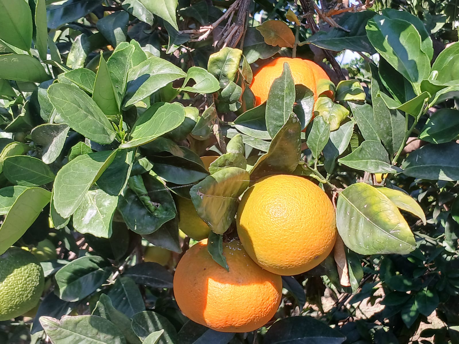 Mehrere reife Orangen hängen im sizilianischen Orangenhain zwischen Blättern.