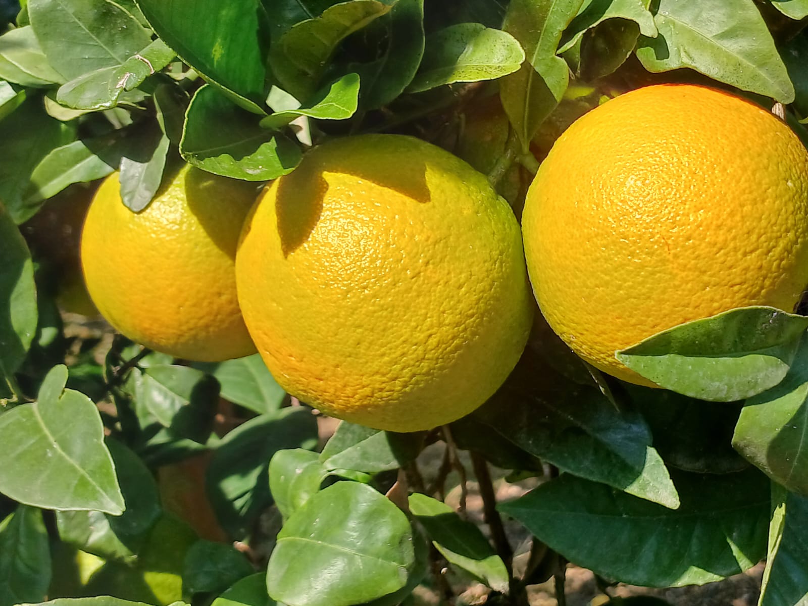Drei reife Orangen zwischen glänzenden Blättern.